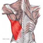 The latissimus dorsi.